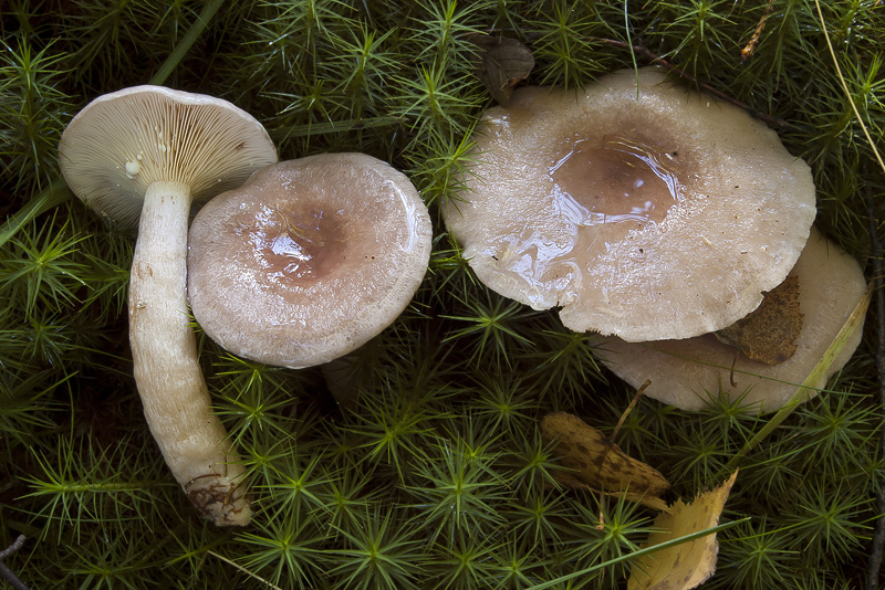 Lactarius vietus